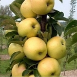 Яблоня колоновидная Чебурашка