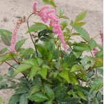 Астильба Тунберга