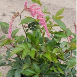 Астильба Тунберга