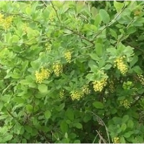 Барбарис обыкновенный