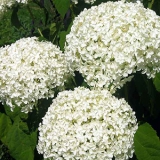 Гортензия древовидная Annabelle
