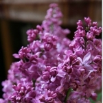 Сирень обыкновенная Богдан Хмельницкий