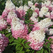 Гортензия метельчатая Strawberry Blossom