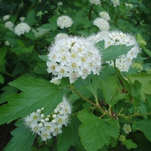 Пузыреплодник калинолистный