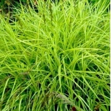 Осока пальмолистная Aureovariegata