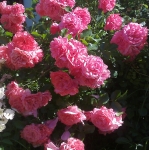 Роза плетистая Rosarium Utersen