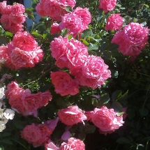 Роза плетистая Rosarium Utersen