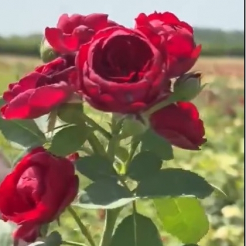 Роза шраб 