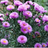 Астра новобельгийская Patricia Ballard