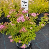 Спирея японская Little Princess