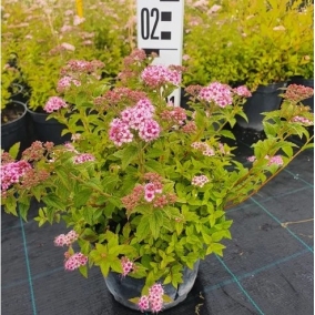 Спирея японская Little Princess