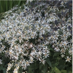 Астра растопыренная Beth