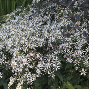 Астра растопыренная Beth