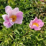 Пион молочноцветковый Dawn Pink