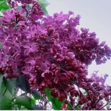 Сирень обыкновенная Индия