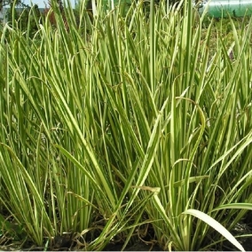 Аир болотный Variegatus