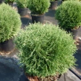 Туя западная Hoseri