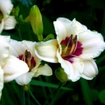 Лилейник Brilliant Circle