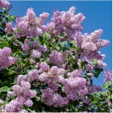 Сирень обыкновенная