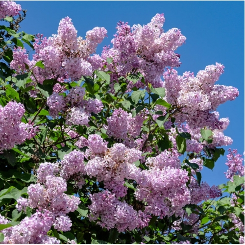 Сирень обыкновенная