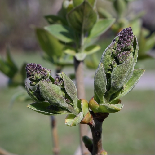 Сирень обыкновенная