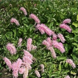 Кровохлебка тупая