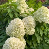 Гортензия метельчатая Little Spooky