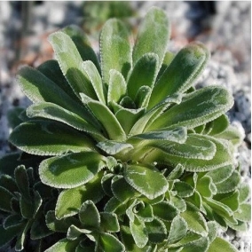 Камнеломка метельчатая