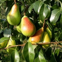 Груша Кафедральная (лето)