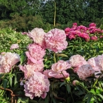 Пион смесь сортов