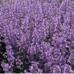 Котовник Фассена