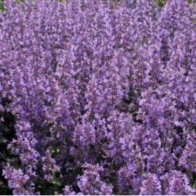 Котовник Фассена