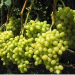 Виноград Аркадия
