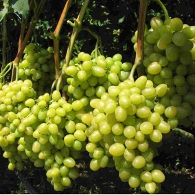 Виноград Аркадия