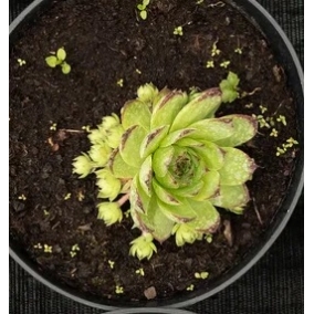 Молодило кровельное