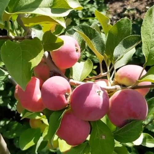 Яблоня Серебряное копытце (Лето)