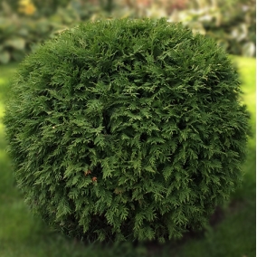 Туя западная Globosa