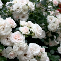 Роза флорибунда Aspirin Rose