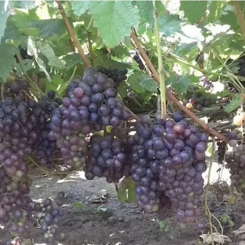 Виноград Муромец