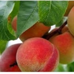 Персик Мичуринский