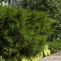 Можжевельник средний Mint Julep