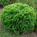 Туя западная Danica