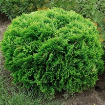 Туя западная Danica
