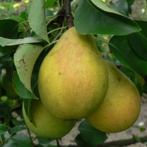 Груша Чижовская