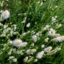 Кровохлебка лекарственная Burr Blanc