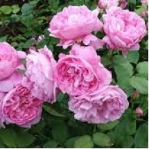 Роза английская (Austin) Mary Rose