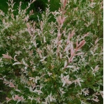 Ива цельнолистная Hakuro-nishiki