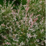 Ива цельнолистная Hakuro-nishiki