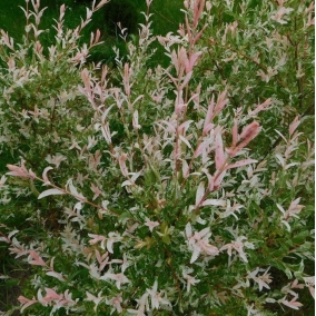 Ива цельнолистная Hakuro-nishiki