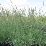 Молиния голубая